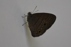 Hermeuptychia harmonia