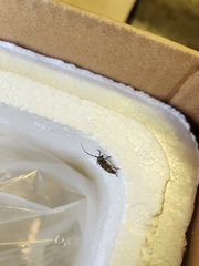 Aegomorphus circumflexus