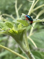 Asphaera abdominalis