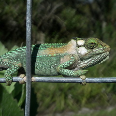 Bradypodion damaranum