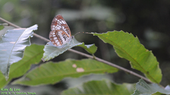 Neptis pryeri