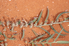Indigofera linifolia