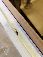 Aegomorphus circumflexus