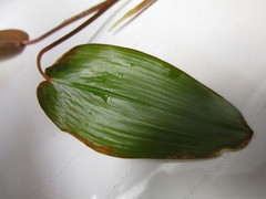 Potamogeton natans