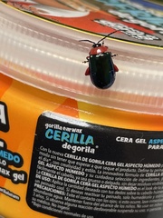 Asphaera abdominalis