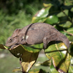 Bradypodion damaranum