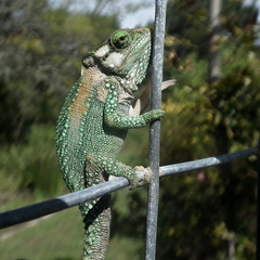 Bradypodion damaranum