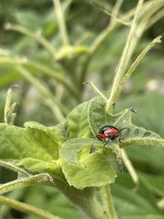 Asphaera abdominalis