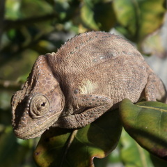 Bradypodion damaranum