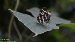 Neptis pryeri