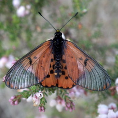 Acraea horta