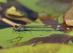 Austrocnemis splendida