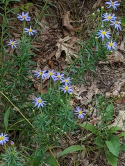 Ionactis linariifolia