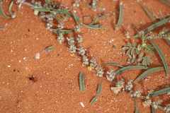 Indigofera linifolia