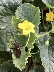 Cucumis melo