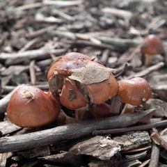 Leratiomyces ceres