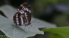 Neptis pryeri