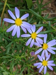 Ionactis linariifolia