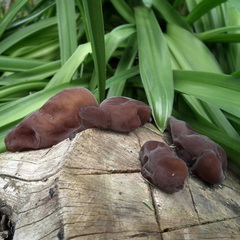 Auricularia auricula-judae