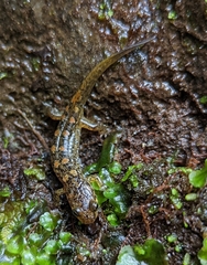 Desmognathus