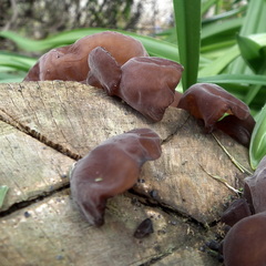 Auricularia auricula-judae