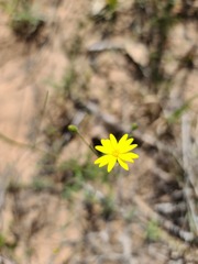 Croptilon hookerianum