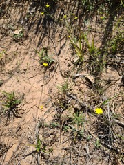 Croptilon hookerianum