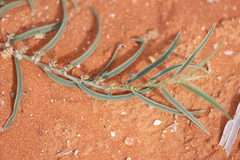 Indigofera linifolia