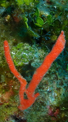 Clathria calla