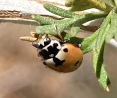 Hippodamia parenthesis