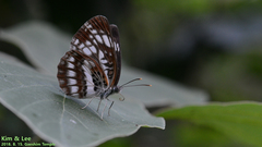 Neptis pryeri