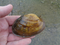 Ortmanniana ligamentina