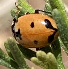 Hippodamia parenthesis