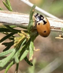 Hippodamia parenthesis