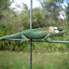 Bradypodion damaranum