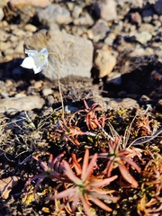 Wahlenbergia albomarginata