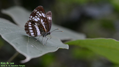 Neptis pryeri