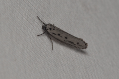 Ethmia monticola