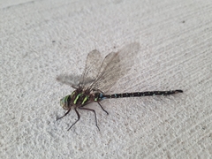 Aeshna umbrosa