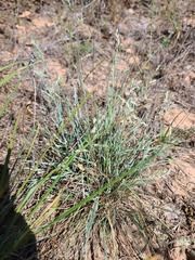 Eragrostis secundiflora