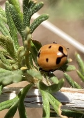 Hippodamia parenthesis