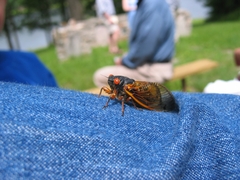 Magicicada cassinii