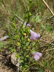 Agalinis heterophylla