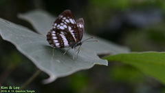 Neptis pryeri