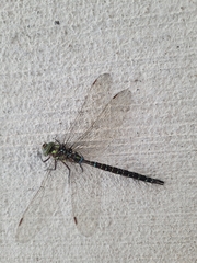 Aeshna umbrosa