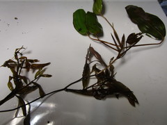 Potamogeton gramineus