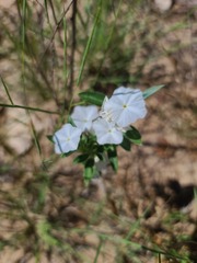 Euploca convolvulacea