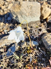 Wahlenbergia albomarginata