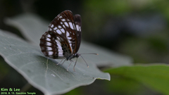 Neptis pryeri