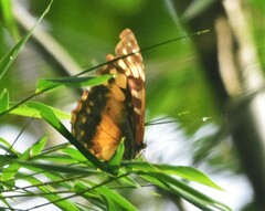 Morpho cypris